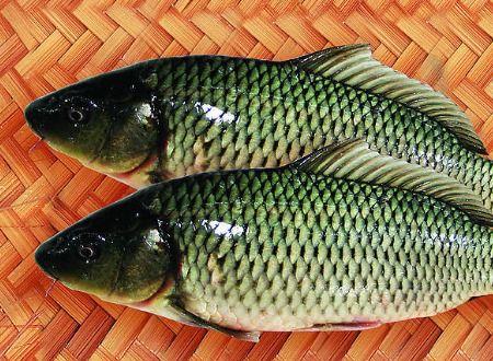 野生草鱼吃兰瓜好吗,野生草鱼食用兰瓜的营养价值与适宜性分析