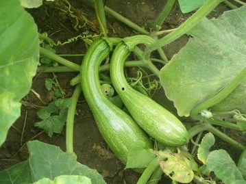 吃嫩瓜的视频,揭秘嫩瓜的独特魅力