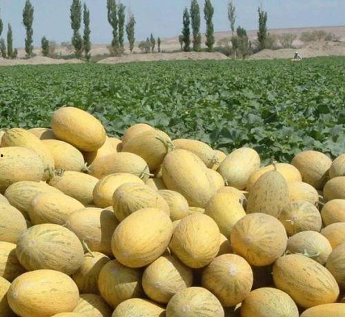 吃货吃哈密瓜,吃货的甜蜜诱惑之旅