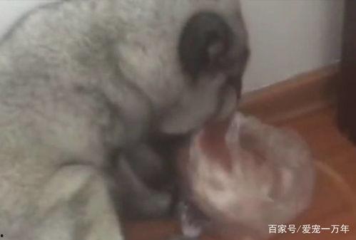 吃瓜狐狸酱,揭秘娱乐圈背后的那些事儿