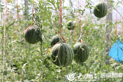 南阳红星吃瓜事件视频