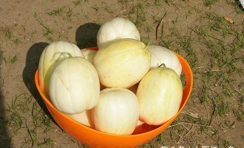 甜瓜喜欢吃瓜屁股