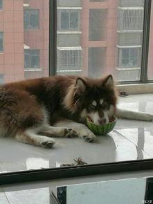 汤姆在吃瓜,一场味蕾的狂欢之旅