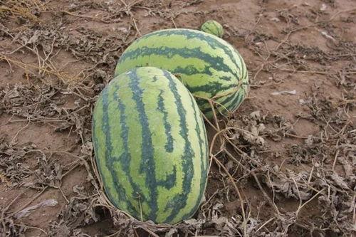 瓜熟吃瓜,揭秘瓜农的智慧与收获