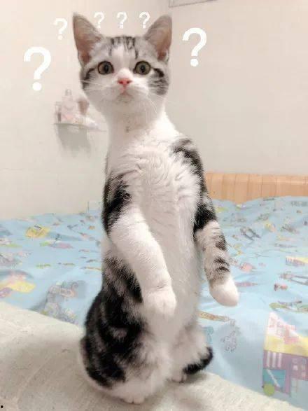 猫猫吃老瓜,老瓜的诱惑之旅