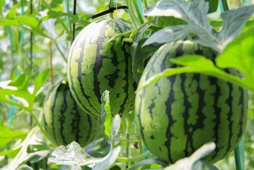 吃瓜群众免费吃瓜村,揭秘吃瓜群众的狂欢盛宴