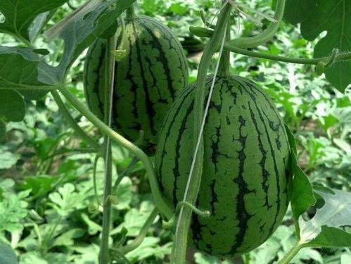 带你吃瓜卖号,揭秘网络红人的幕后故事