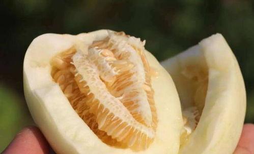 姜饼瓜老了怎样吃,创意料理新体验