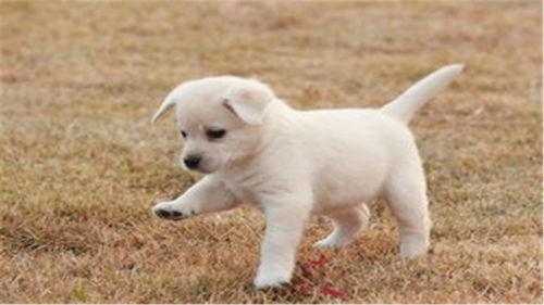 幼犬可以吃小白瓜吗,小白瓜是否适合幼犬食用？