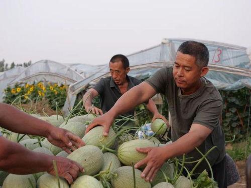 高阳西庄村吃瓜事件,一场引发热议的乡村奇闻