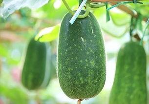 长条瓜特效吃瓜,长条瓜特效吃瓜大揭秘