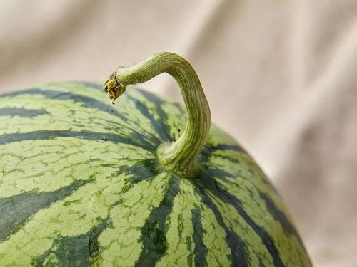 上海学姐吃瓜事件,网络舆论的狂欢与反思