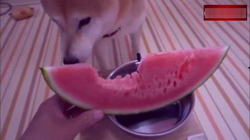 柴犬斯文直播吃瓜