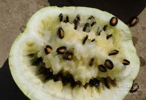 吃籽瓜治嗓子吗,传统食疗新发现”