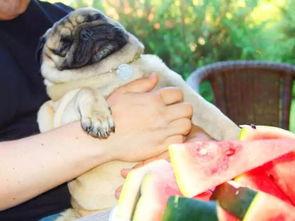 什么瓜不能喂狗吃,哪些瓜类不宜喂食狗狗，守护宠物健康