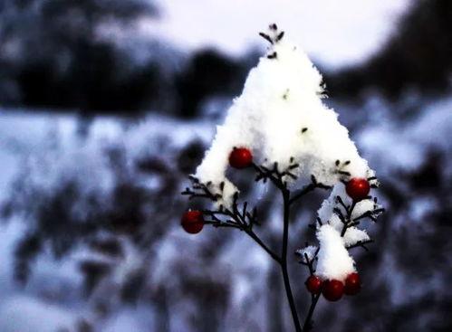 吃瓜吃雪,探寻美食与冰雪的奇妙邂逅