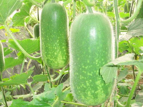 吃瓜蜜瓜文案怎么写好呢,吃瓜蜜瓜文案创意攻略