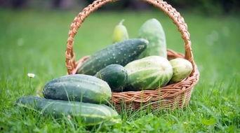 夏季吃瓜必备,缤纷瓜果盛宴