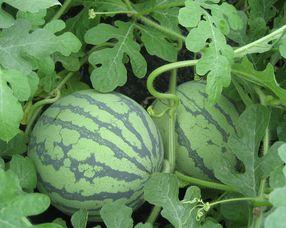 脆瓜孕妇可以吃不,脆瓜——孕妇的安心之选