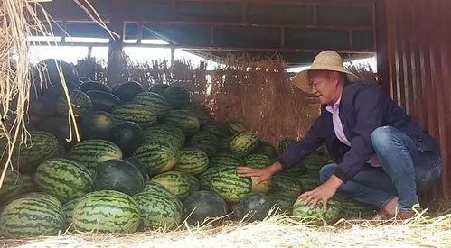 吃瓜群众跳水视频,现场画面曝光