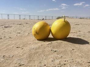 吃沙蜜瓜的好处,四大益处揭秘