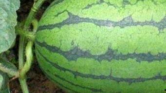 湖州医院吃瓜,揭秘背后真相与网络舆论风暴