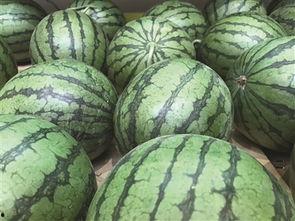 地瓜网吃瓜会员,揭秘网络红人的幕后故事