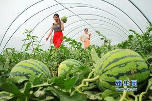 内乡兴隆吃瓜,瓜果飘香，品味田园生活新风尚