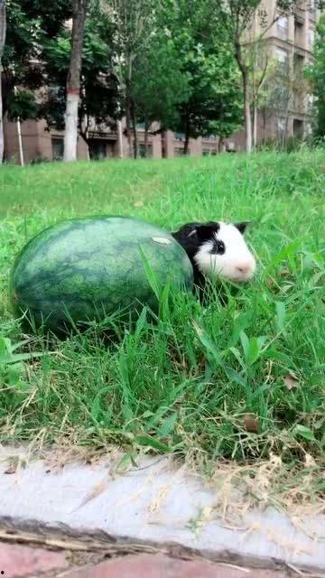 吃瓜偷牛,揭秘乡村奇闻轶事