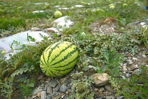 巴黎打野吃瓜,揭秘电竞圈内的“吃瓜”风云