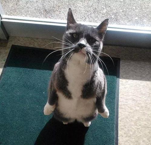 吃瓜猫头像图,萌态可掬，趣味横生的网络潮流象征