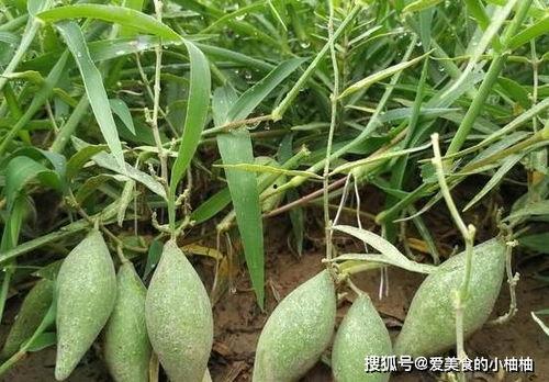 羊角瓜的怎么吃,探索美味与营养的完美融合