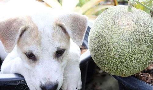狗狗吃蜜瓜吗,揭秘宠物饮食中的甜蜜之谜