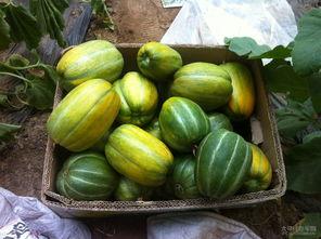 行健瓜在哪吃,探寻美食之旅，品味独特风味