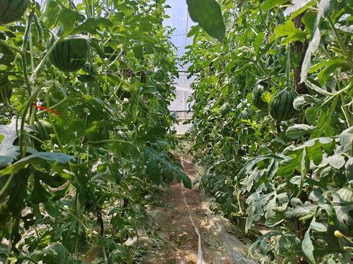 一瓜三吃小吊瓜