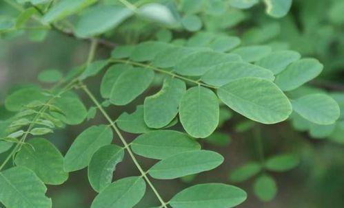 槐树凹吃瓜,揭秘吃瓜群众的欢乐盛宴