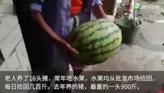 带你吃瓜猪系列,趣味横生的动物故事集